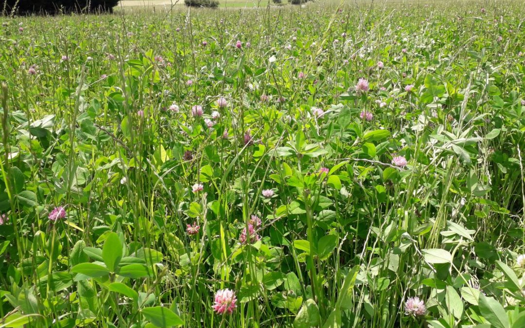 Herbal Leys Webinar 5 – Sheep on herbal leys