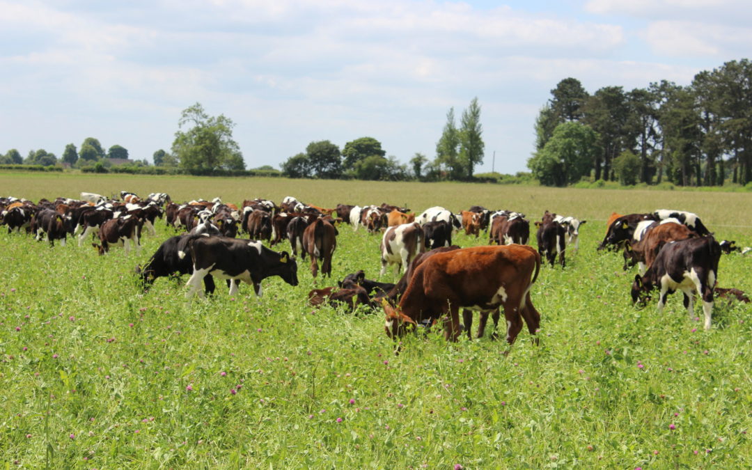 Herbal Leys Webinar 3