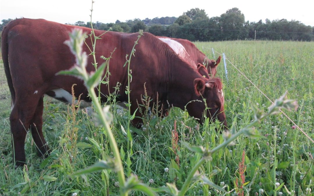 CFE Virtual Workshop – Sustainable Grazing Strategies