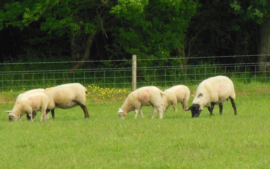 ADAS Grazing practices survey