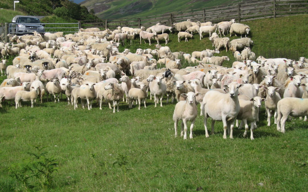 NSA Sheep Health, Wealth and Production Conference