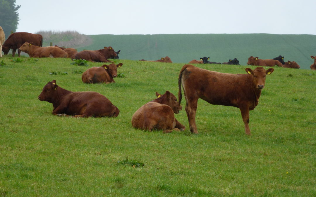 Cattle Parasites Questionnaire